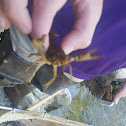 Crayfish