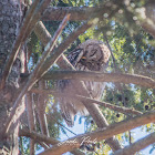 Barred Owl