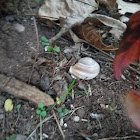 garden snail