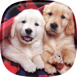 Puppies Live  Wallpaper   Cute  Puppy  Pictures Android 