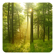 Woods Live Wallpaper 2.8 Icon