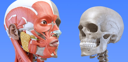 Anatomy 3D Atlas