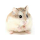 Hamsters Themes - New Tab