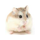 Hamsters Themes - New Tab