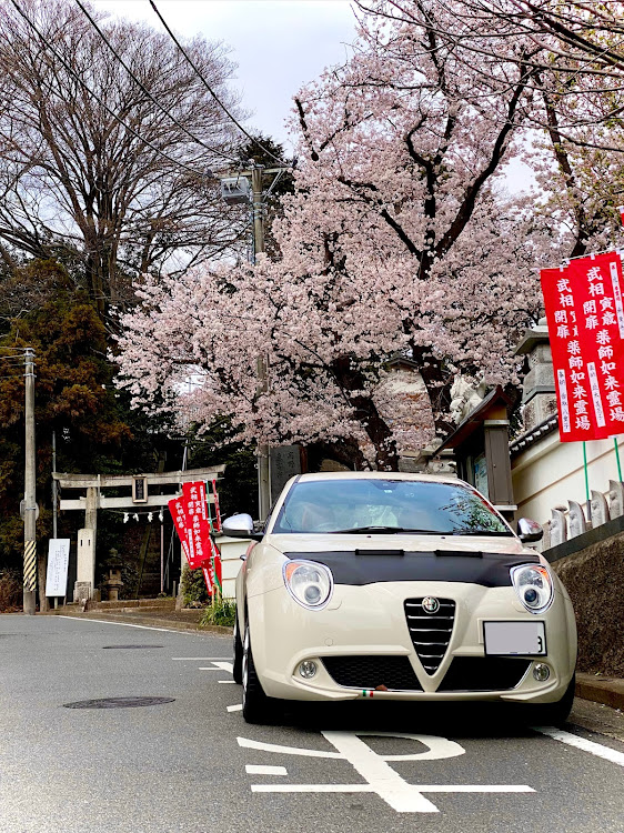 MiToのDAI-KOOさんたらこ🇮🇹さんありがとう・花を愛でるお年頃・桜とコラボ🌸・ご近所さん・拾い画像ですみませんに関するカスタム事例の投稿画像8枚目