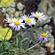 Large Flower Fleabane