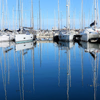 "Alberi" riflessi.