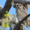 Great horned Owl