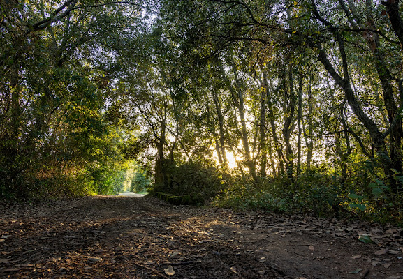 La lecceta al tramonto di fernando rugge