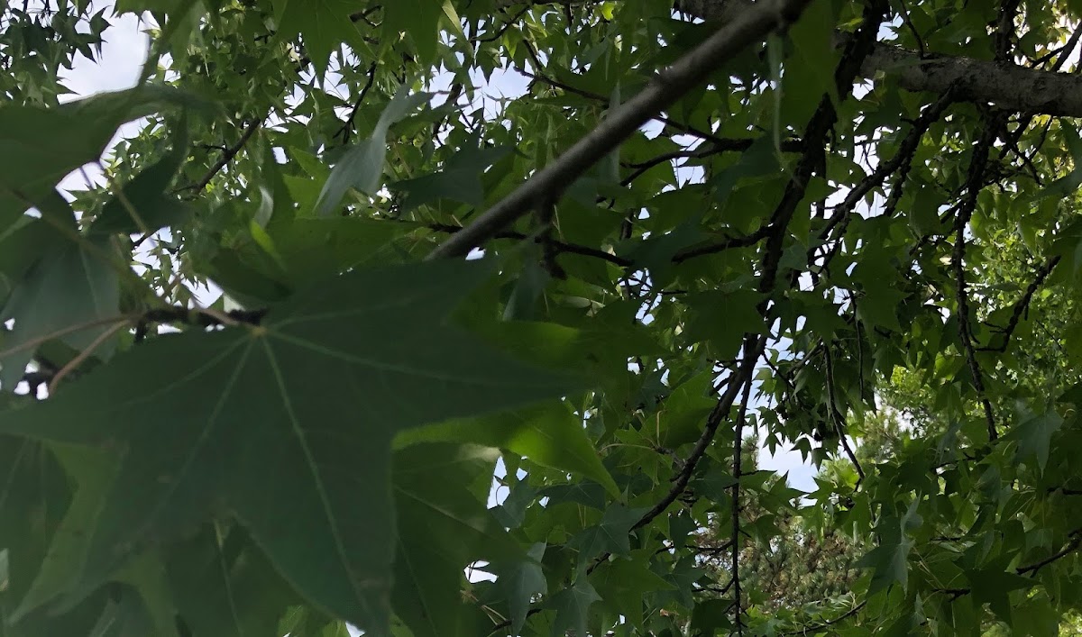 American Sycamore