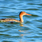 Red-breasted Merganser