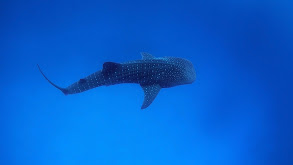 Whale Sharks of the Wild West thumbnail