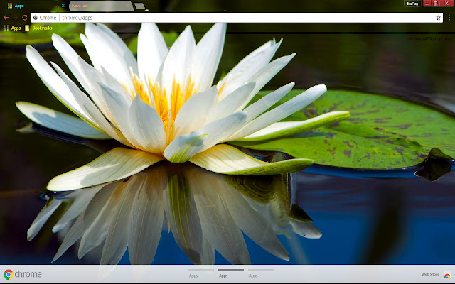 Lily Reflection Water Lily chrome extension