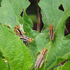 Two Stripe Grasshopper