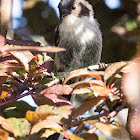 Long-tailed Tit