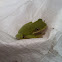 Green treefrog