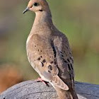 Mourning Dove