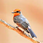 Vermilion Flycatcher