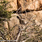 Sardinian Warbler; Curruca Cabicinegra