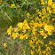 Hairy thorny broom (Ασπάλαθος)