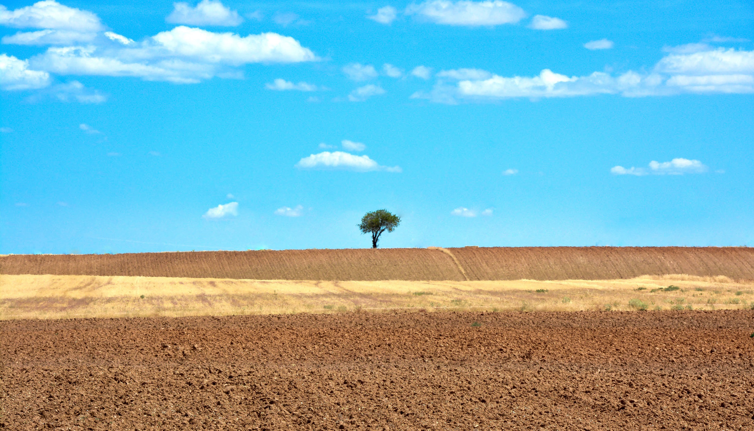 L' Albero di Paolo Scabbia