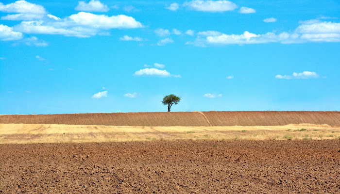 L' Albero di Paolo Scabbia