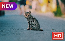 Cute Kitty New Tab Theme HD small promo image