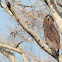 Short-toed snake eagle