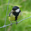 Great Tit