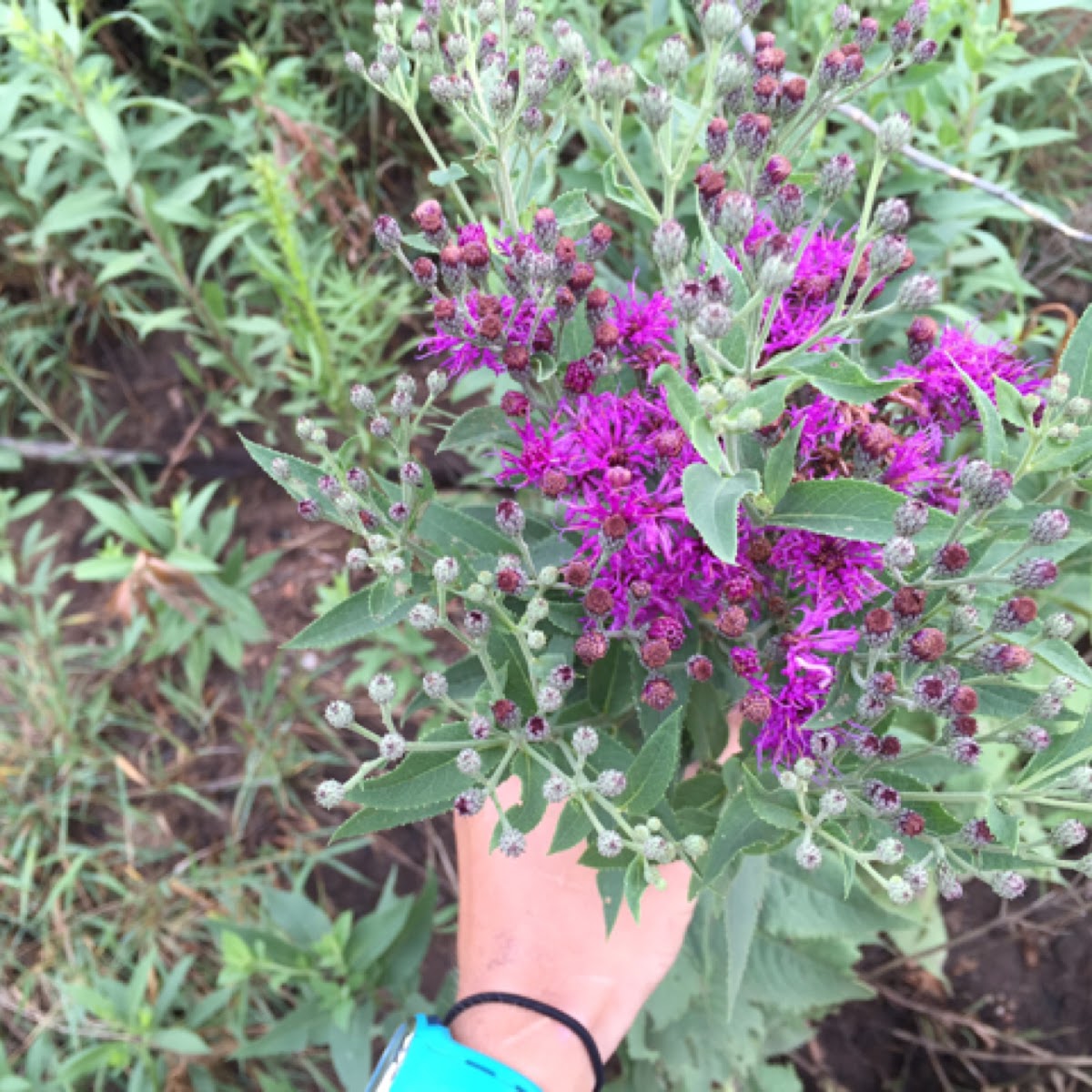 Western ironweed