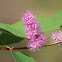 Rose spiraea