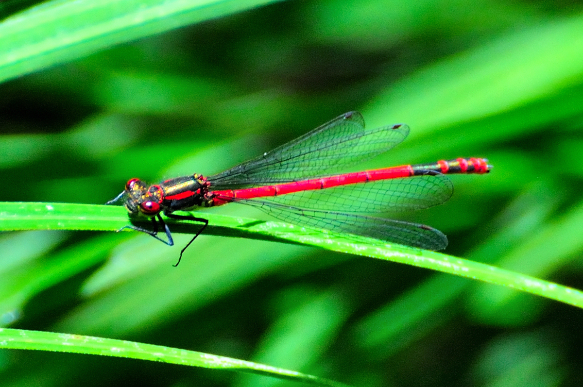 Large Red Damselfly; Caballito del Diablo Rojo