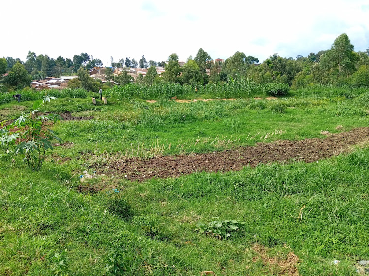 Part of the disused Nabongo sewer ponds that have been grabbed by developers.