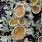 Salted Shield Lichen