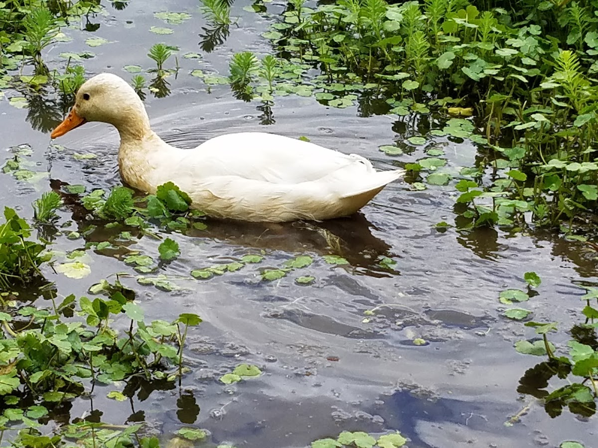 White Mallard Duck