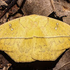 Leaf Mimic Silk Moth