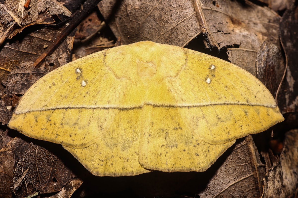 Leaf Mimic Silk Moth