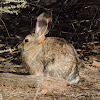 Desert Cottontail