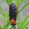 Sawfly