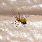 Bug Nymph