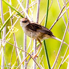 Zitting Cisticola; Buitrón