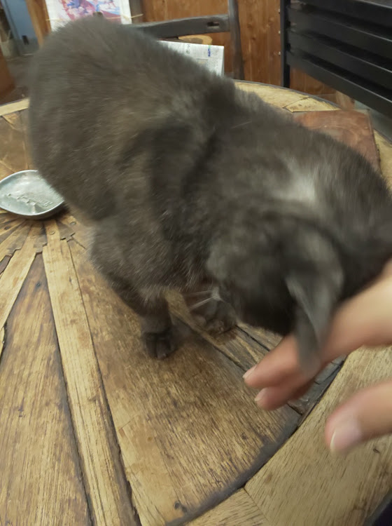 180SXのデブ活・DIY・ドラレコ取付・洗車しなきゃ！・猫のいる洋食屋に関するカスタム事例の投稿画像4枚目