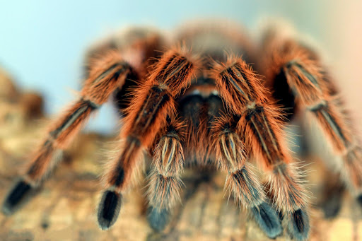 Spider Live Wallpaper Wallpapers  Backgrounds