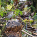 Swainson's Thrush