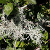 Fruticose Lichen