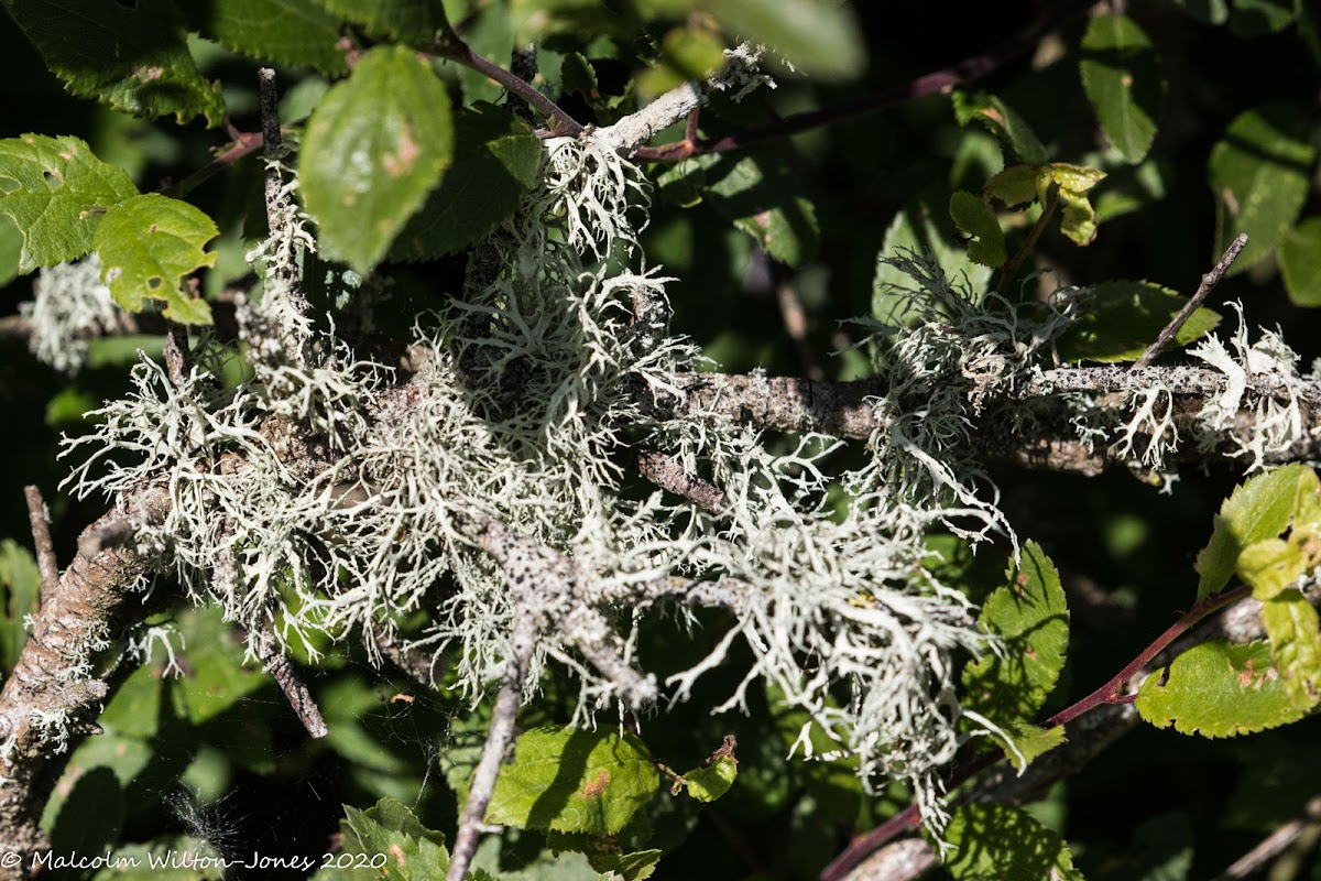 Fruticose Lichen