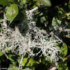 Fruticose Lichen