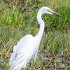 Intermediate Egret