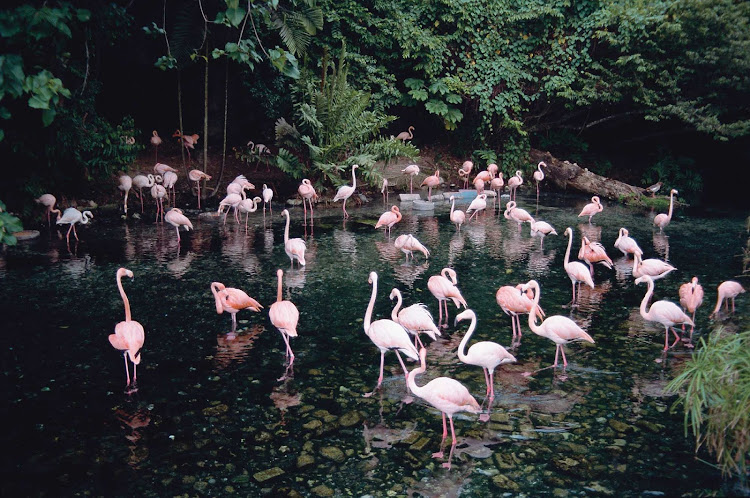 Flamingos in the Dominican Republic.