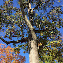 Northern red oak